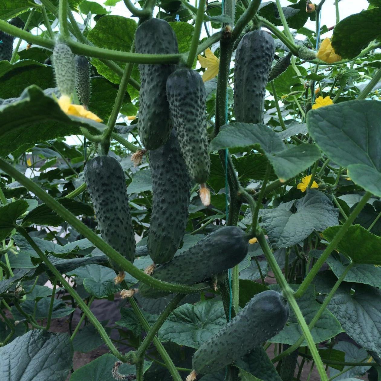 Семена Огурец партенокарпический Лютояр F1 Yuksel Seed 5 шт. (2450247928) Семена Огурец партенокарпический Лютояр F1 Yuksel Seed 5 шт. (2450247928)