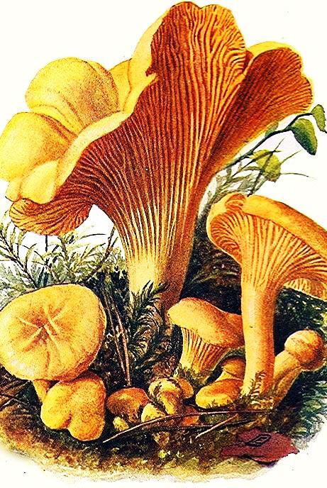 Алмазна вишивка Чарівний діамант "Лисички" 30х20 см (КДИ-0041)