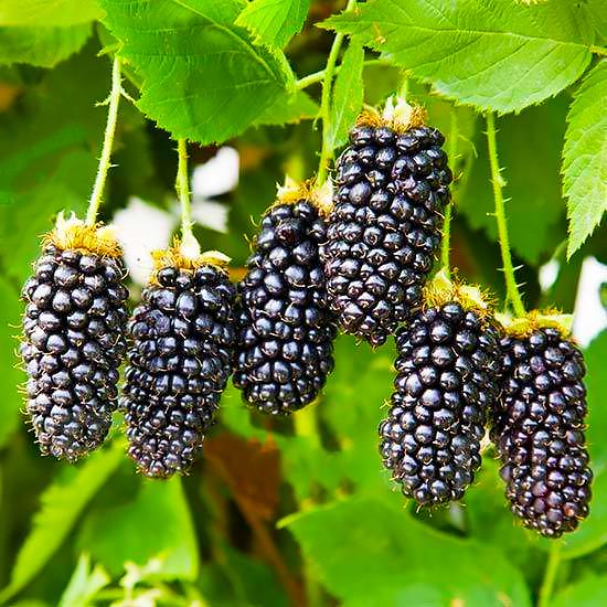 Саджанець ожини Natchez безколючкова рання С1.5 (2171366054)