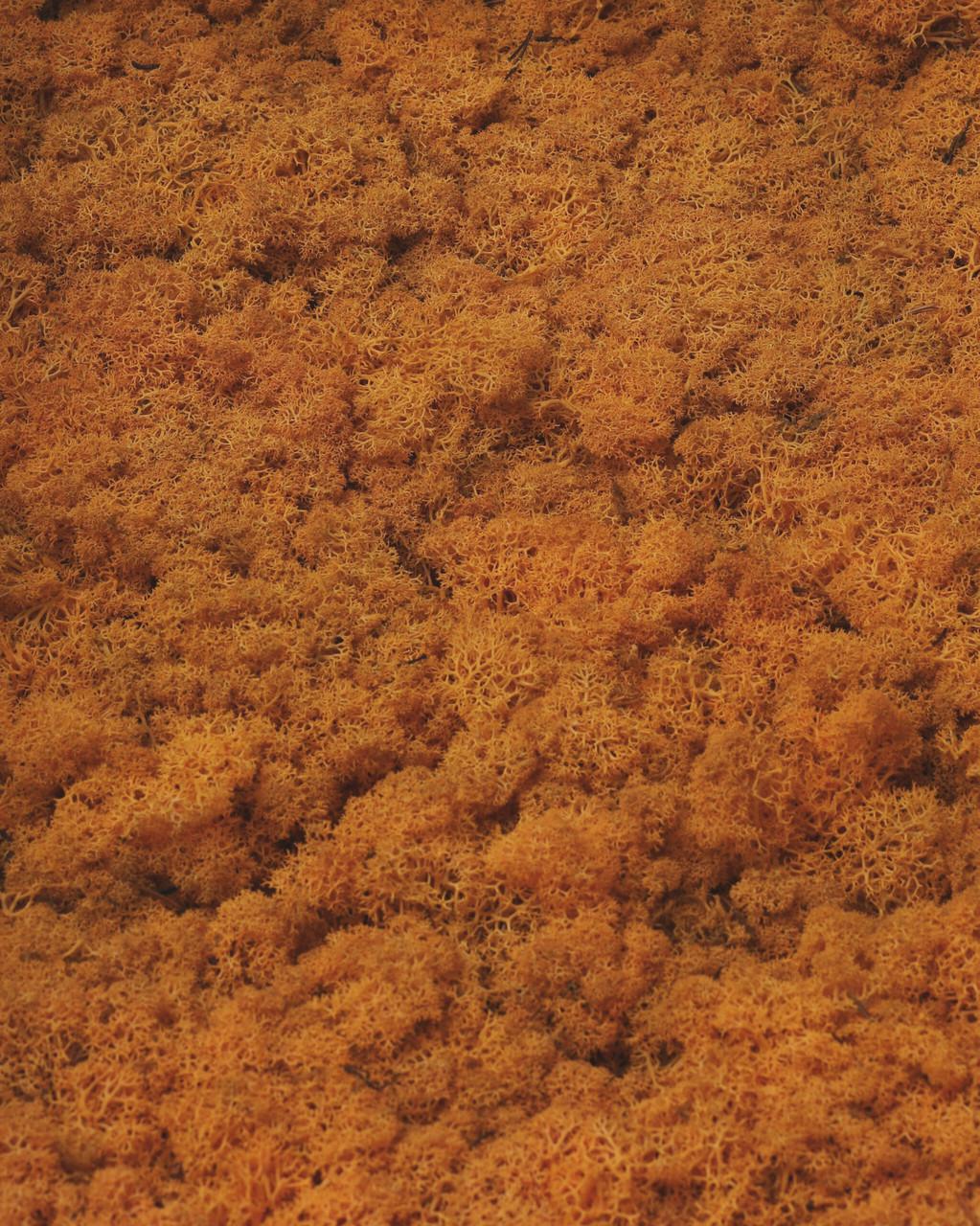 Стабилизированный мох Autumn (20698567) - фото 4 Стабилизированный мох Autumn (20698567) - фото 4