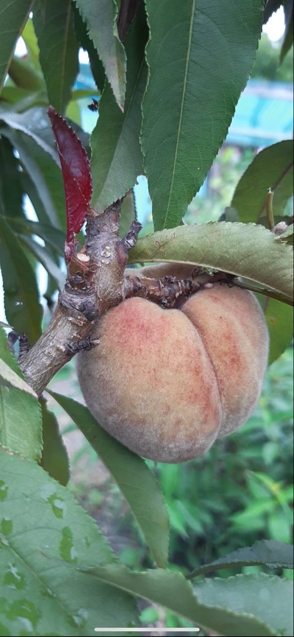 Персик Бургунді на штамбі червонолистий (13004349) - фото 3 Персик Бургунді на штамбі червонолистий (13004349) - фото 3