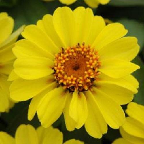 Семена цветов PanAmerican Циния мариландская ZAHARA XL 1000 шт. Yellow (BN05406)