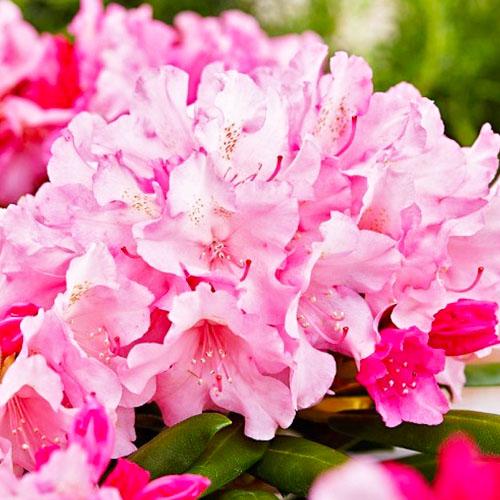 Рододендрон Florium Kalinka (7613)