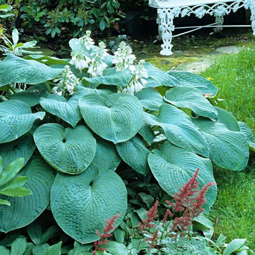 Хоста Florium Bressingham Blue (10558) - фото 2