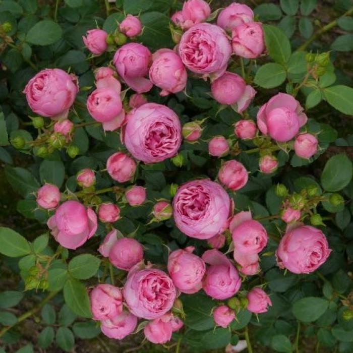 Роза Velet Pomponella Флорибунда в контейнере (2669429331)