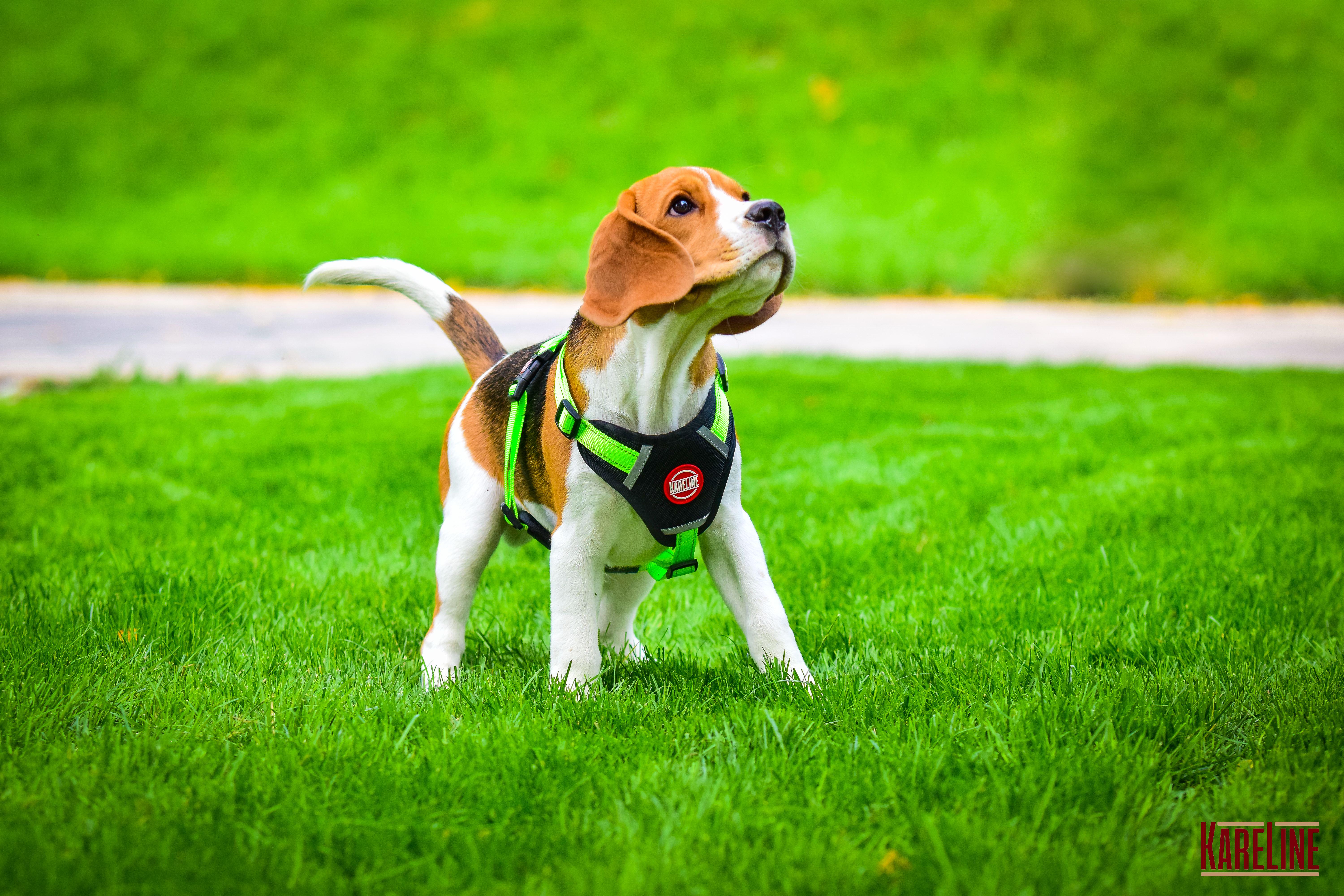 Шлея KareLine из нейлона с пластиковой пряжкой 20 мм А:400-600 мм В:500-630 мм Салатовый (0883/5) - фото 3 Шлея KareLine из нейлона с пластиковой пряжкой 20 мм А:400-600 мм В:500-630 мм Салатовый (0883/5) - фото 3