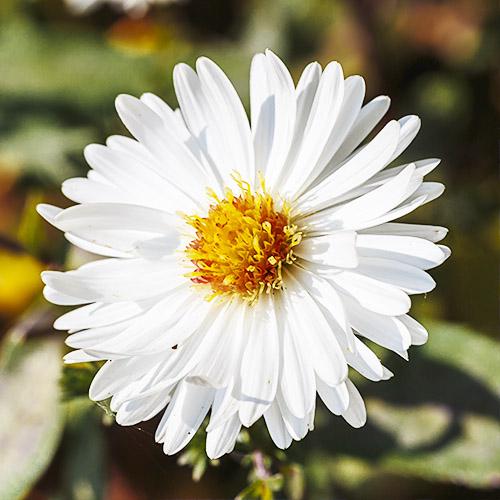 Астра Florium White Ladies (7001)