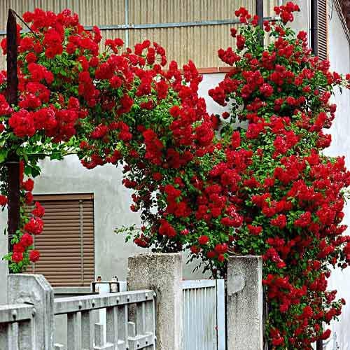 Саженцы розы Амадеус плетистая (5) - фото 3 Саженцы розы Амадеус плетистая (5) - фото 3
