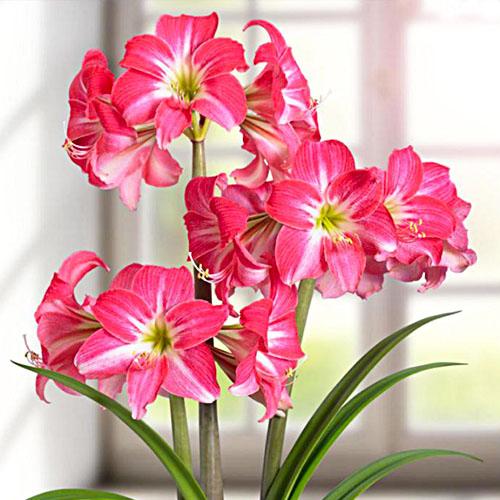 Амариллис Florium Neon (11169)