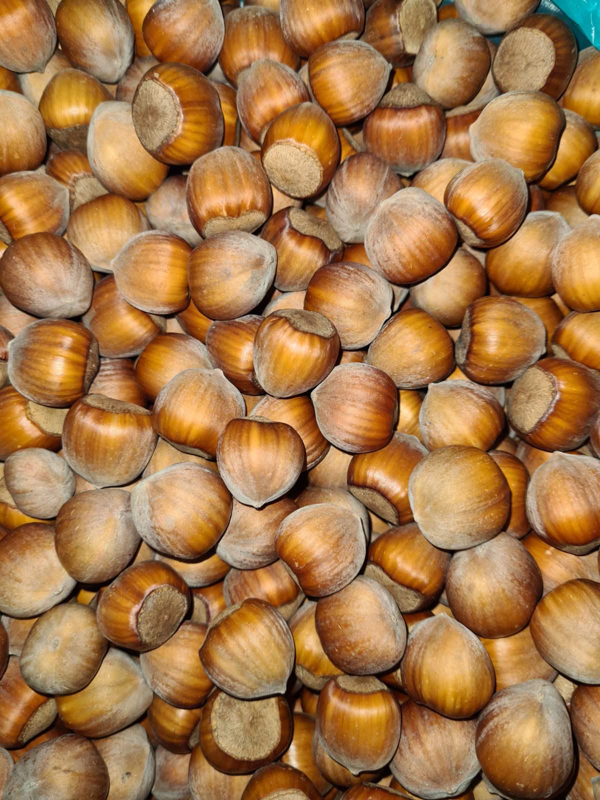 Фундук нежареный в скорлупе 100 г (15521)