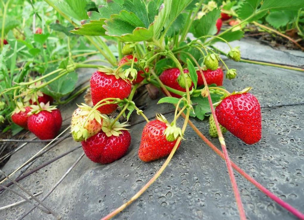 Агроволокно TSV AGRO пакетоване щільність 50 гр/м2 10x1,6 м Україна Чорний - фото 4 Агроволокно TSV AGRO пакетоване щільність 50 гр/м2 10x1,6 м Україна Чорний - фото 4