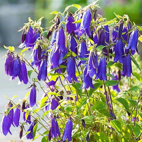 Кампанула Florium Sarastro (15090)