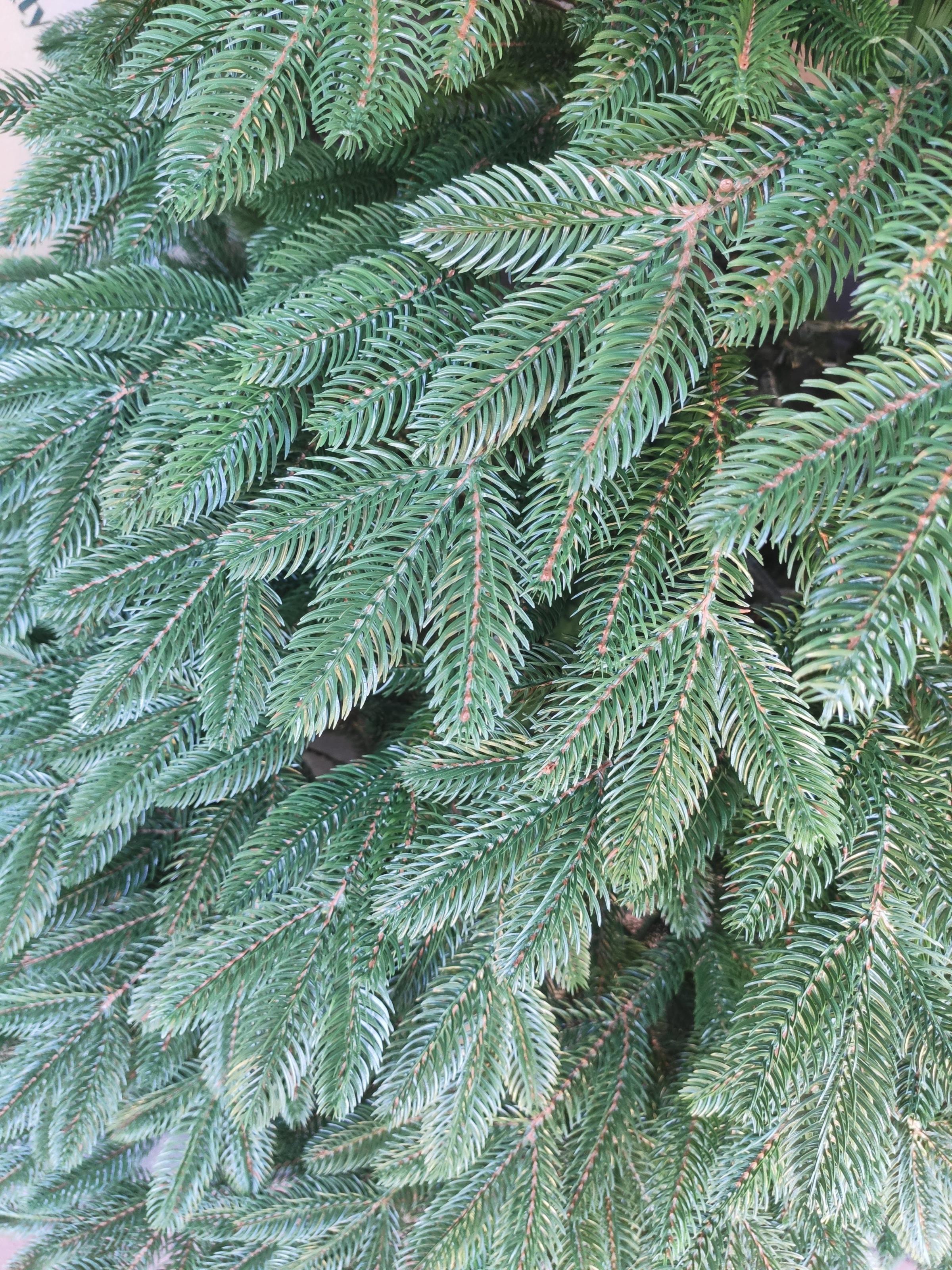 Ялинка лита Хатинка Швейцарська штучна з металевою розбірною підставкою 1,80 м Блакитний (ШвейБ-180) - фото 3 Ялинка лита Хатинка Швейцарська штучна з металевою розбірною підставкою 1,80 м Блакитний (ШвейБ-180) - фото 3