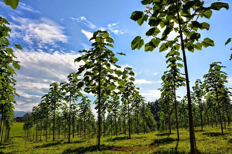 Семена Paulownia Shan Tong для саженцев 0,25 г для саженцев