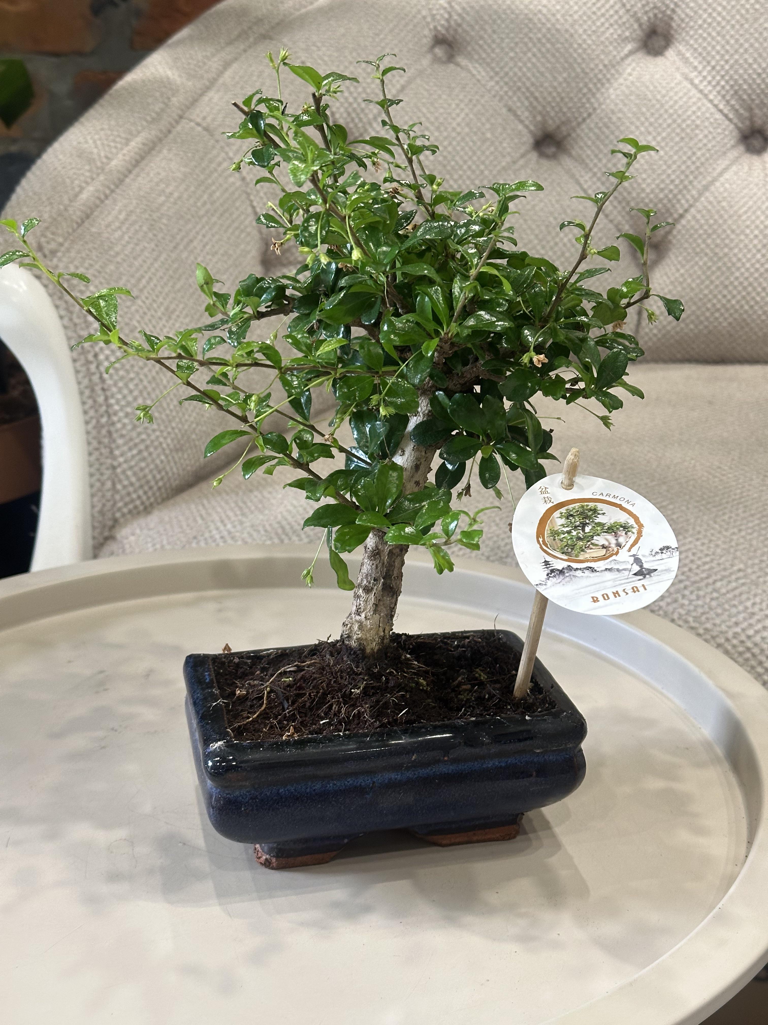 Бонсай Кармона квітучий Carmona Microphylla 30 см (35711900)
