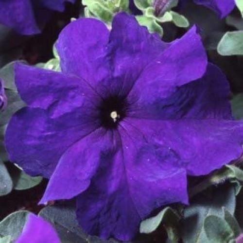 Семена цветов Петуния крупноцветковая Limbo GP Blue Hem Genetics 500 шт. (BN11110-2)