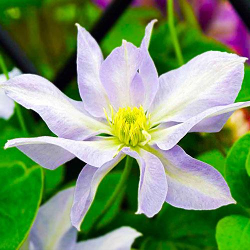 Клематис Baby Doll Florium