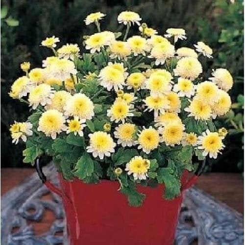 Семена цветов Ромашка Santana Yellow Takii 1000 шт. (BN08977)