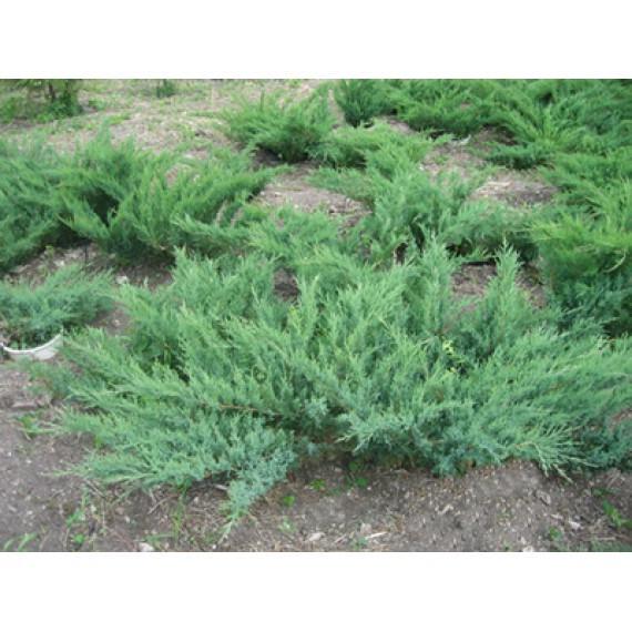 Саджанці ялівець козацький ГКС 70-90 см - фото 3
