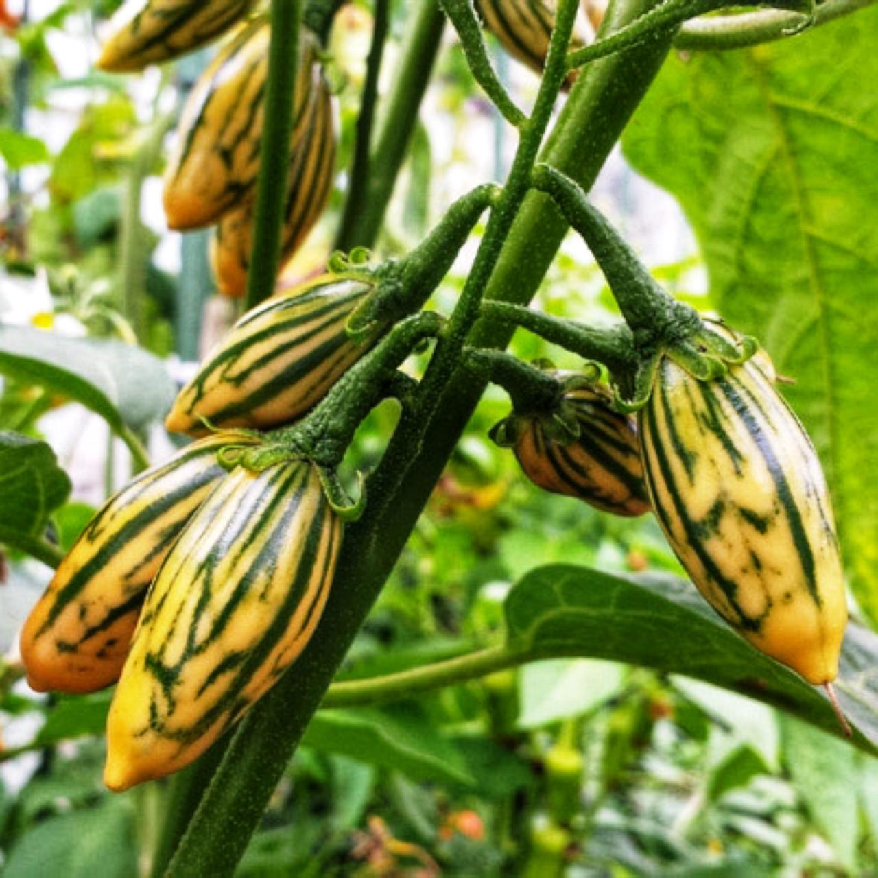 Насіння Баклажан Смугастий Тога Solanum aethiopicum 5 шт. (2503689816)