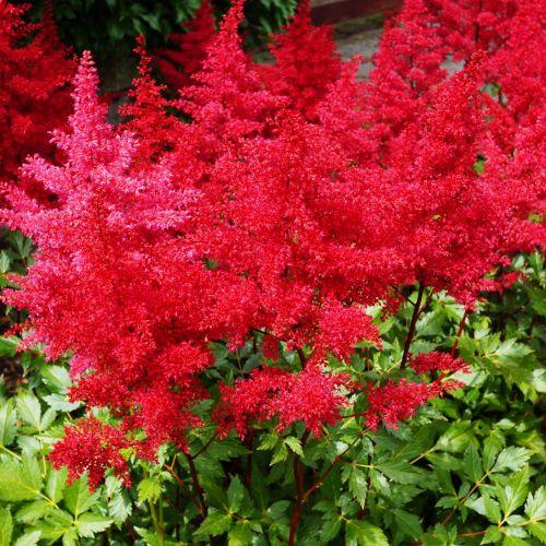 Астильба Florium Etna (7665)