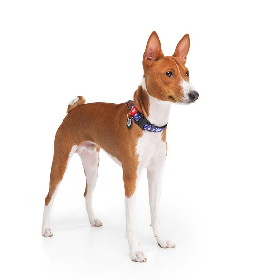 Ошейник для собак с QR-паспортом Waudog Nylon Год и Морти 2 металлическая пряжка-фастекс XL 25 мм 37-58 см Purple (4508-0281) - фото 3 Ошейник для собак с QR-паспортом Waudog Nylon Год и Морти 2 металлическая пряжка-фастекс XL 25 мм 37-58 см Purple (4508-0281) - фото 3