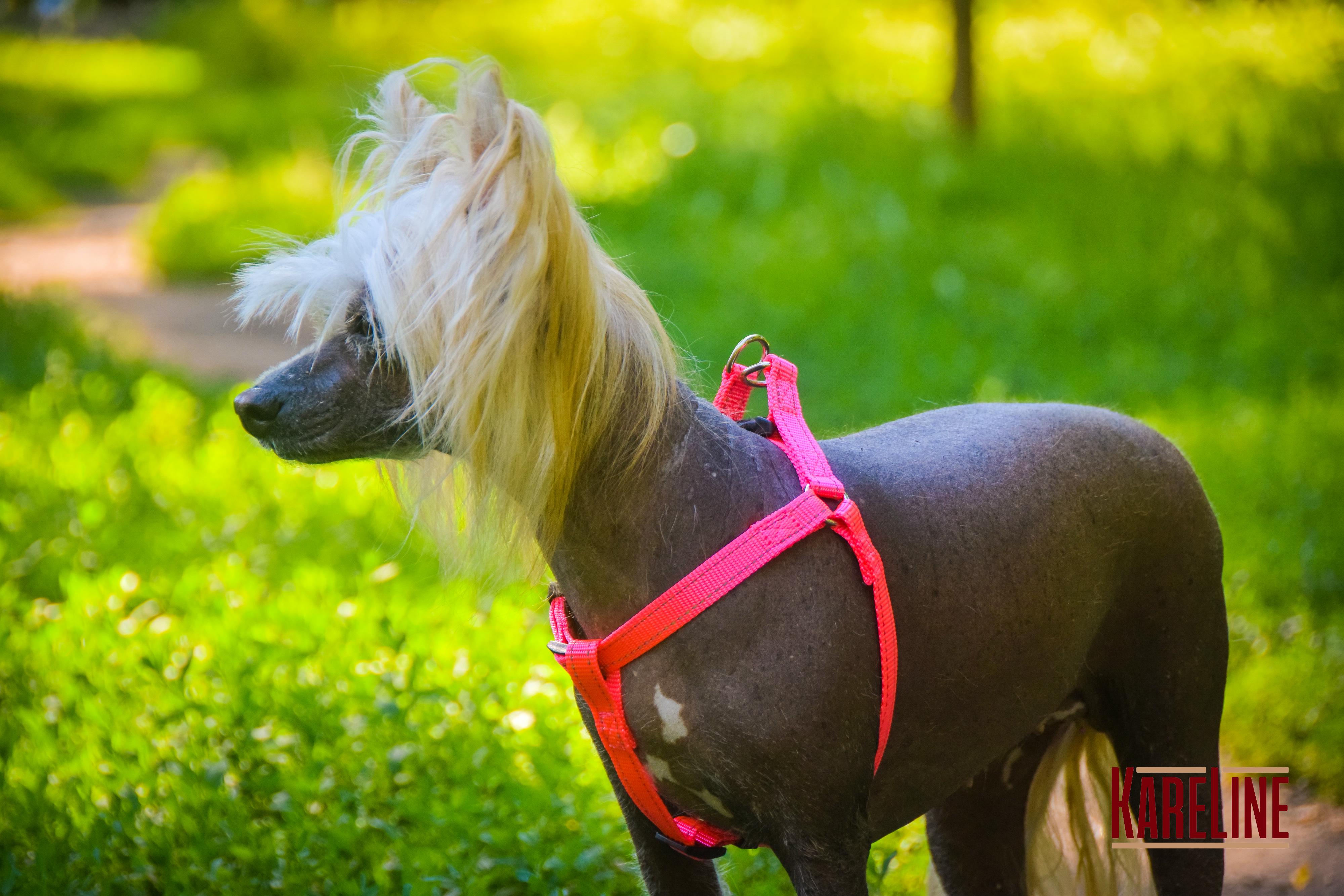 Шлея KareLine из нейлона с пластиковой пряжкой 10 мм А:240-300 мм В:260-400 мм Розовый (0861/4) - фото 8