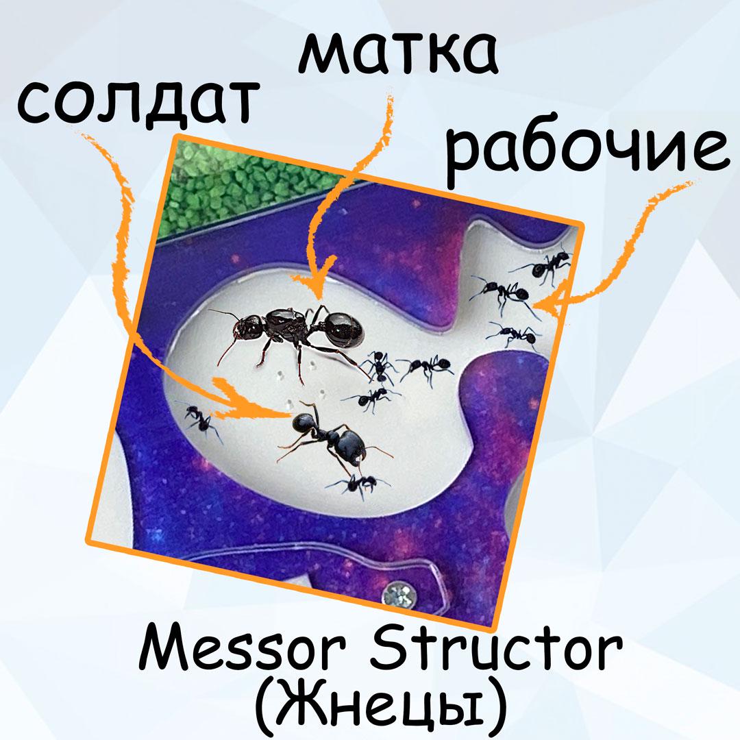 Колония муравьев Messor structor муравей жнец матка/расплод/до 100 муравьев для муравьиной фермы - фото 2