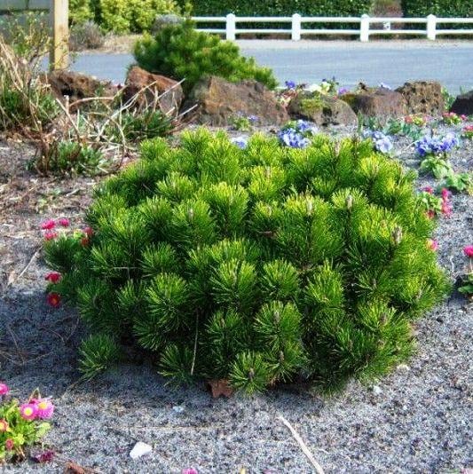 Саженец сосны горной Pinus mugo Pumilio Р9 (645191794)