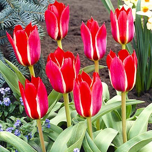 Тюльпан Florium Jockey Cap (11126)
