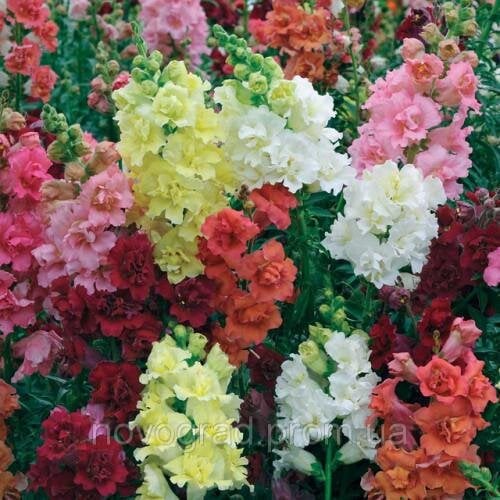 Семена цветов Львиный зев Madame Butterfly Mix Syngenta 1000 шт. (BN00067)