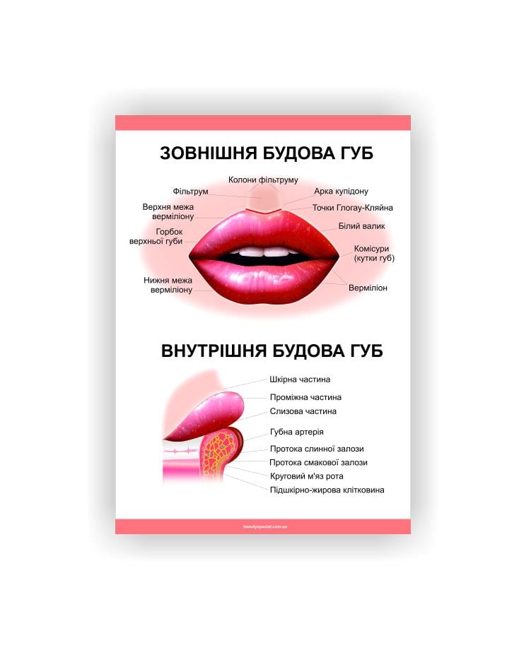 Плакат Vivay Строение губ 118х84 см (25602739)