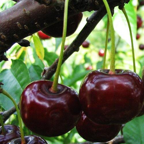 Сажанец Эксклюзив Вишня карликовая шаровидная черная Крупноплодная Large-fruited венгерская селекция премиальный морозостойкий сорт (37370)