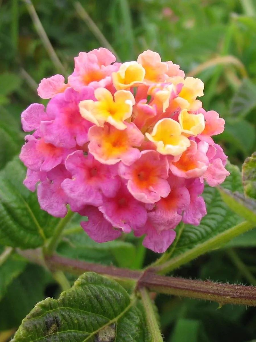 Семена Лантана сводчатые/Lantana camara смесь цветов 10 шт. (2961969431)