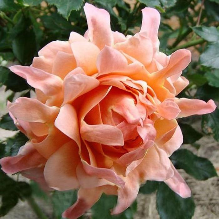 Роза Ruffles Dream Форибунда (2669458396)