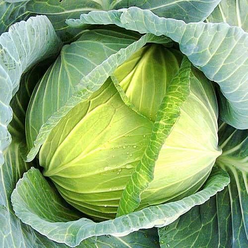 Насіння Капуста Florium білокачанна середня Славанова (7853) Насіння Капуста Florium білокачанна середня Славанова (7853)