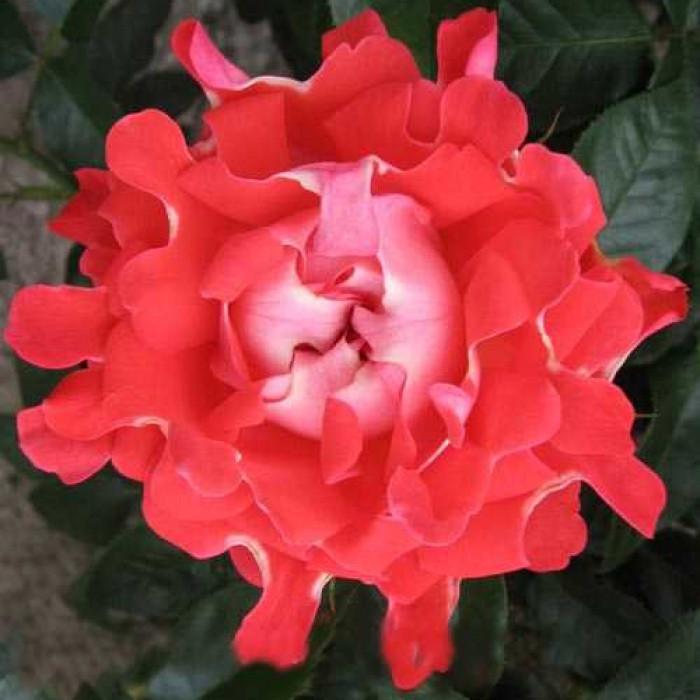 Роза Candy Ruffles Флорибунда в контейнере (2669458399) Роза Candy Ruffles Флорибунда в контейнере (2669458399)