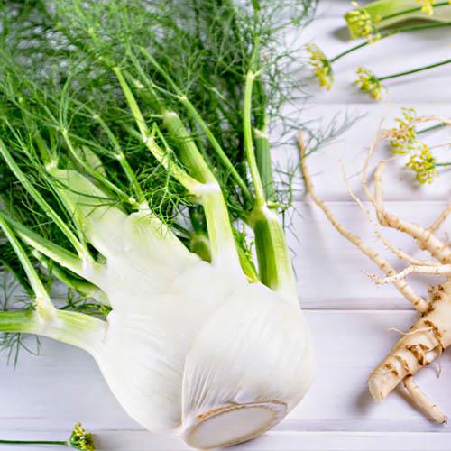 Насіння Фенхель Florium Флоренція (4274) - фото 2