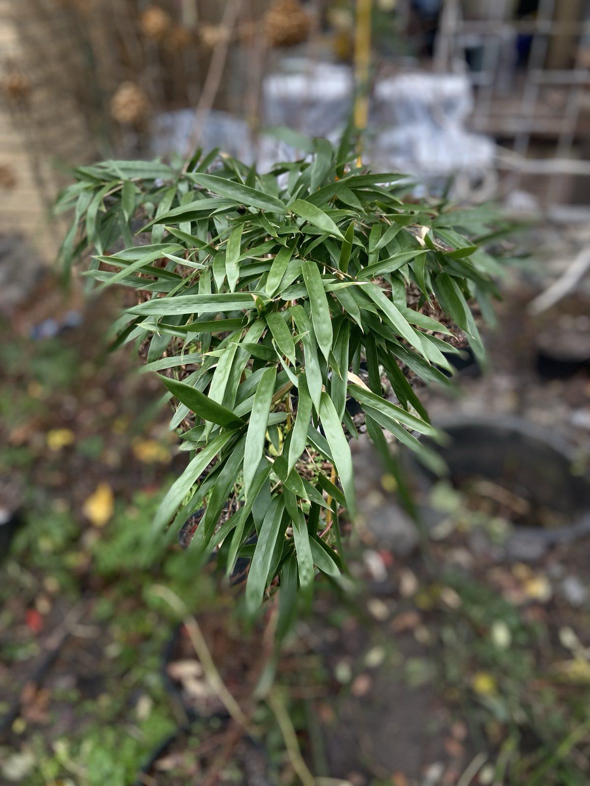 Саженец вечнозеленого морозостойкого бамбука 1 шт. до 1 метра (29909866)