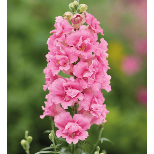 Семена цветов Hem Genetics Львиный зев DoubleShot Hot Pink 500 шт. (BN13084-2)