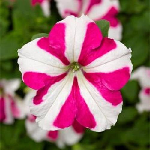 Семена цветов Петуния ампельная Skybox Rose Star Syngenta 100 шт. (BN09919-2)