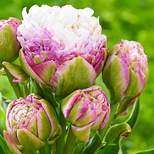 Тюльпан Peggy Wonder Florium (18213)