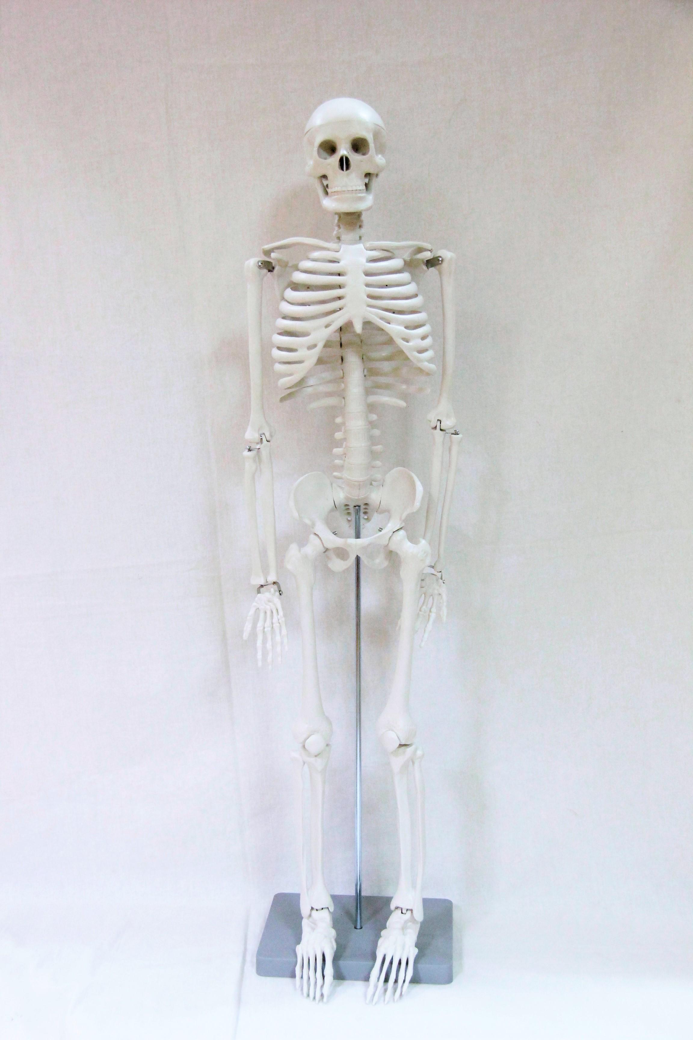Скелет людини Руді 85 см (Д917у-1) - фото 2 Скелет людини Руді 85 см (Д917у-1) - фото 2