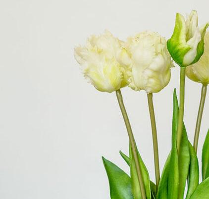 Тюльпан кудрявый букет LUX 3+2 45 см силикон Белый (35142) - фото 2 Тюльпан кудрявый букет LUX 3+2 45 см силикон Белый (35142) - фото 2