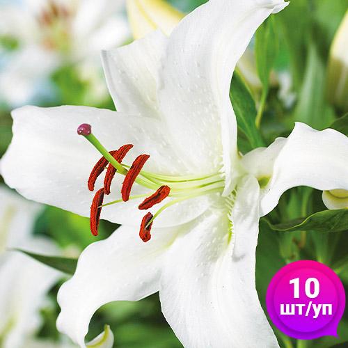 Лилии Forever Florium 10 шт.