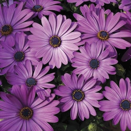 Семена цветов Остеоспермум Эклона Asti Lavender Shades Syngenta 5 шт. (BN01616-4)