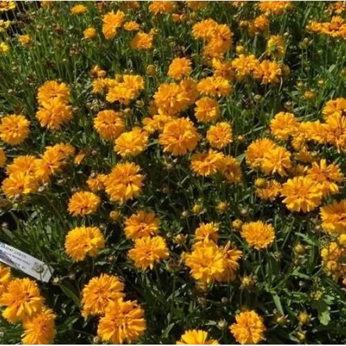 Семена цветов Кореопсис Andiamo Yellow Red Semi Double Syngenta 250 шт. (BN13518-2)
