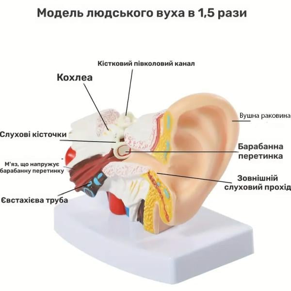Модель анатомическая уха человека увеличение 1,5х из ПВХ для медицинского обучения - фото 2 Модель анатомическая уха человека увеличение 1,5х из ПВХ для медицинского обучения - фото 2