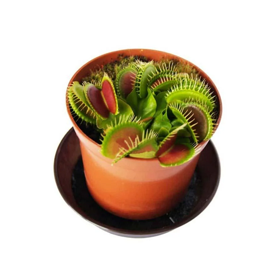 Венерина мухоловка растение дионея (1210432069) Венерина мухоловка растение дионея (1210432069)