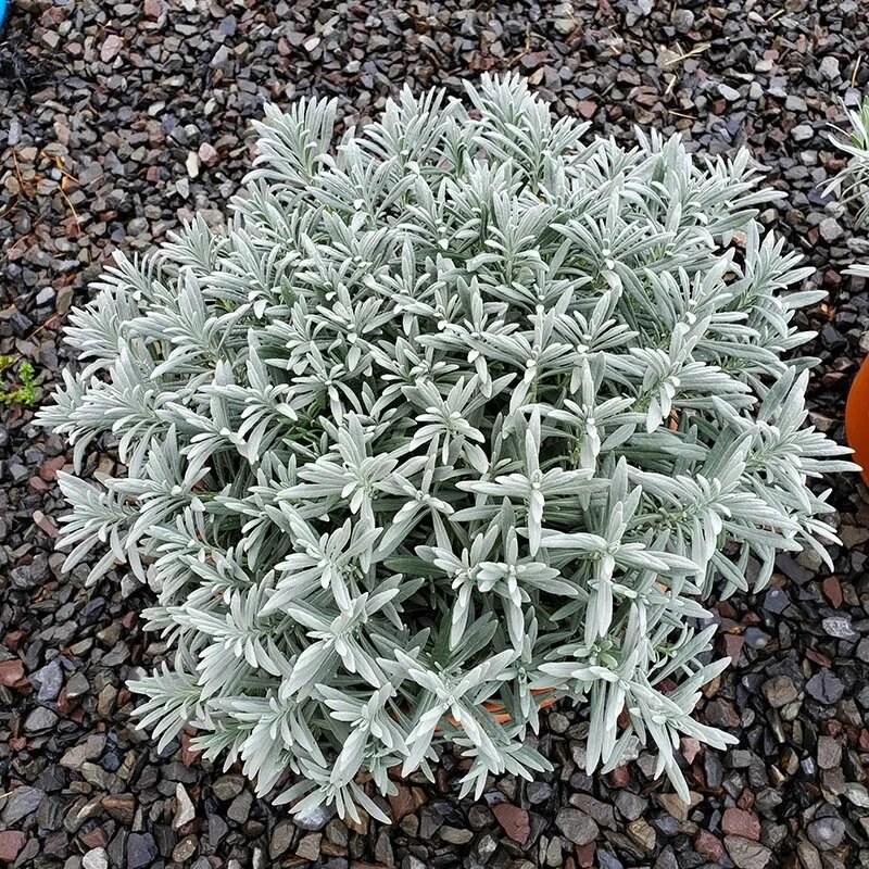 Саджанці Лаванда Sensational Сенсейшн (23470385) - фото 2 Саджанці Лаванда Sensational Сенсейшн (23470385) - фото 2